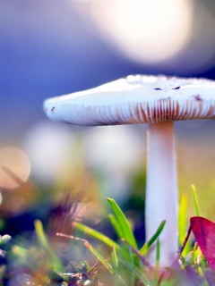 Fondo de pantalla Mushroom Bokeh 240x320