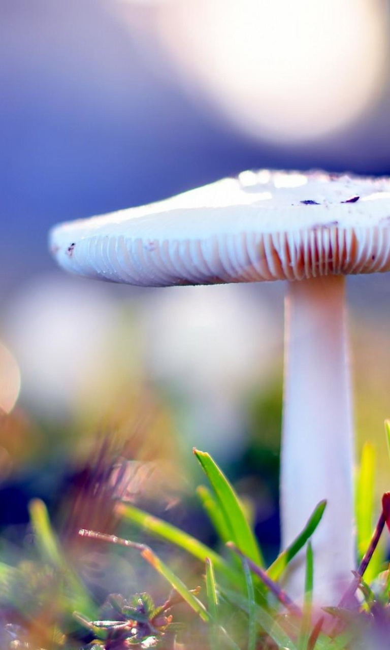 Fondo de pantalla Mushroom Bokeh 768x1280