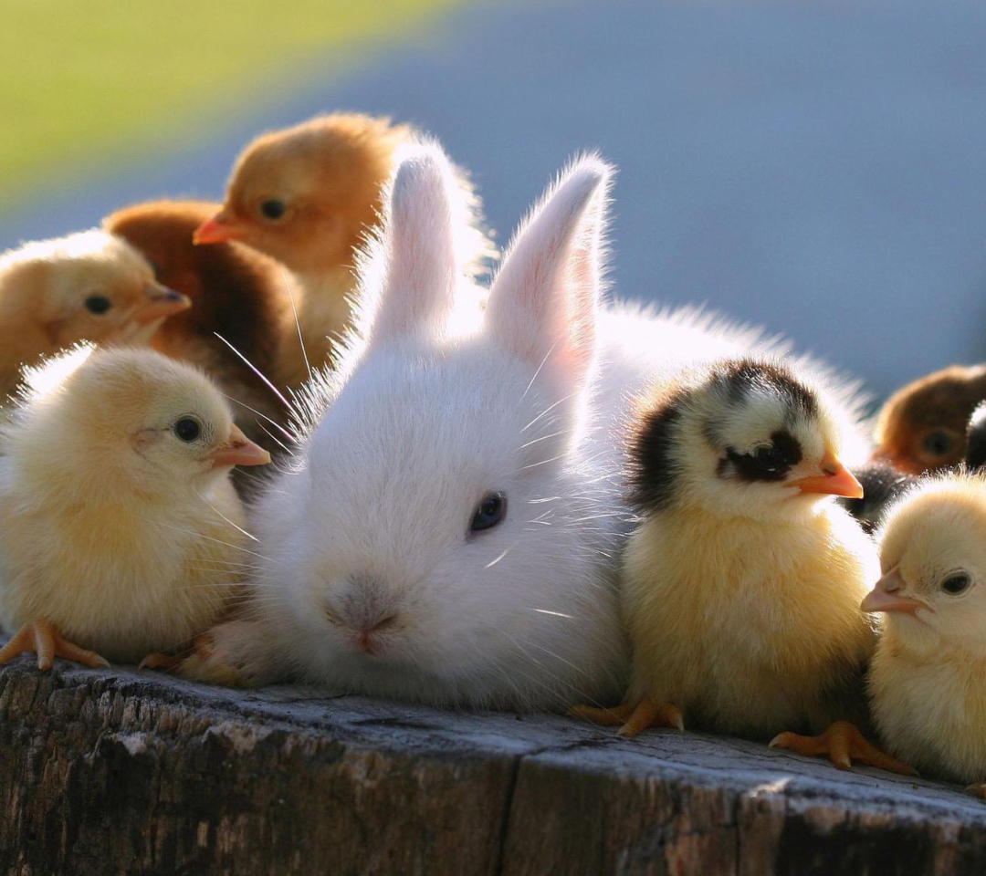 Easter Bunny And Ducklings wallpaper 1080x960