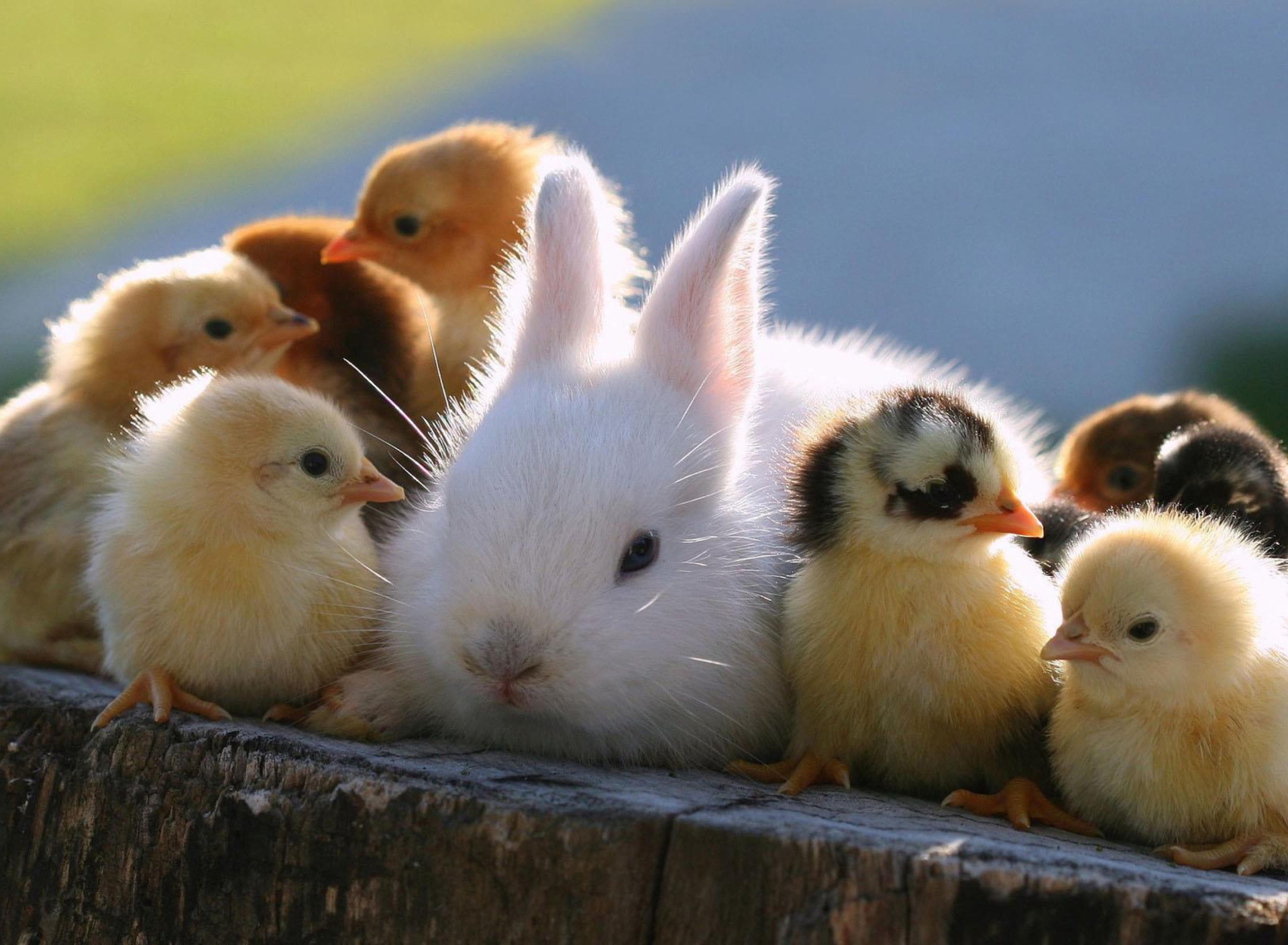 Обои Easter Bunny And Ducklings 1920x1408