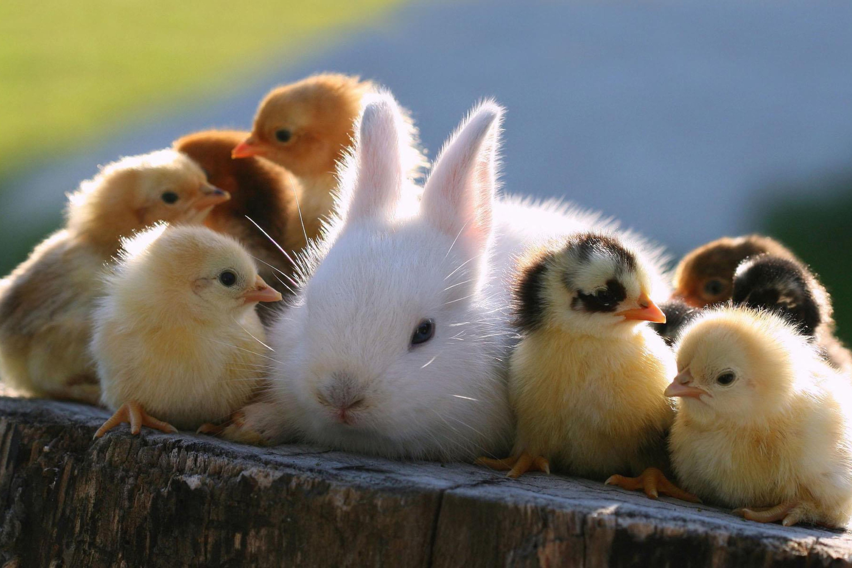 Easter Bunny And Ducklings wallpaper 2880x1920