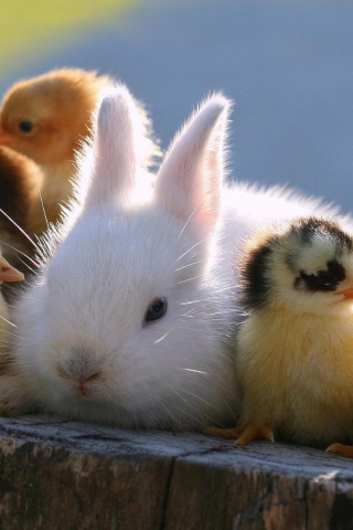 Fondo de pantalla Easter Bunny And Ducklings 320x480