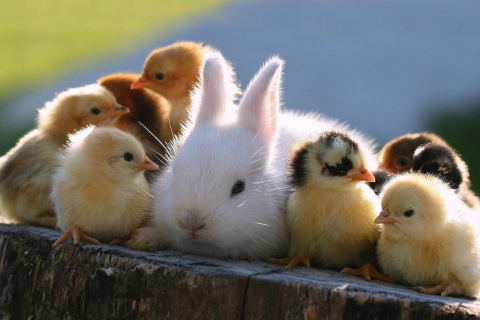 Easter Bunny And Ducklings wallpaper 480x320