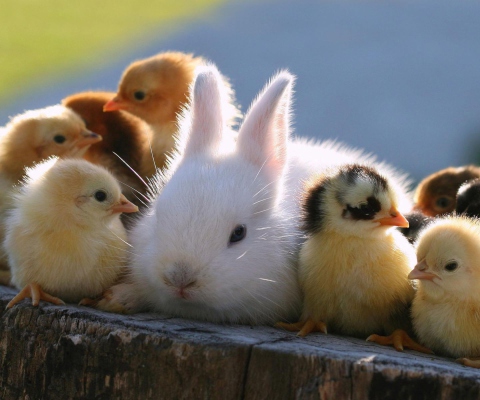 Easter Bunny And Ducklings wallpaper 480x400