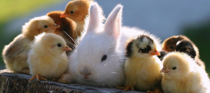 Fondo de pantalla Easter Bunny And Ducklings 720x320