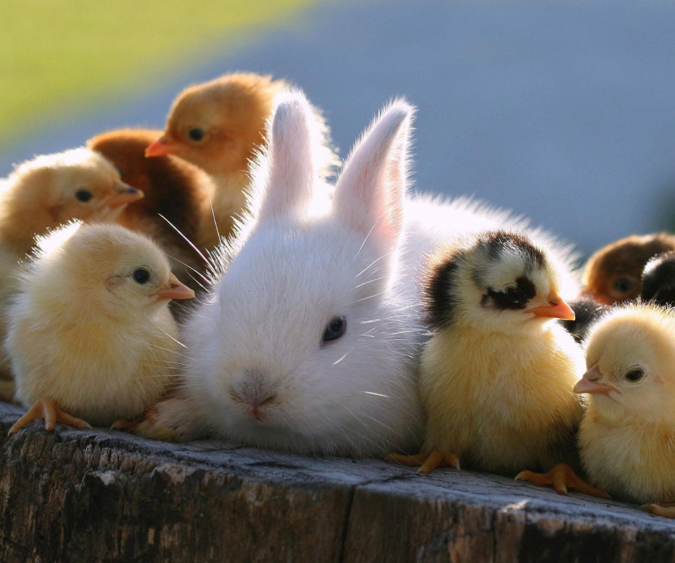 Das Easter Bunny And Ducklings Wallpaper 960x800
