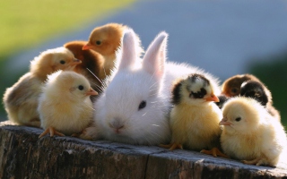Easter Bunny And Ducklings Background for Android, iPhone and iPad