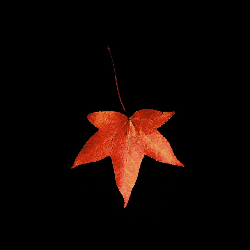 Das Red Autumn Leaf Wallpaper 1024x1024