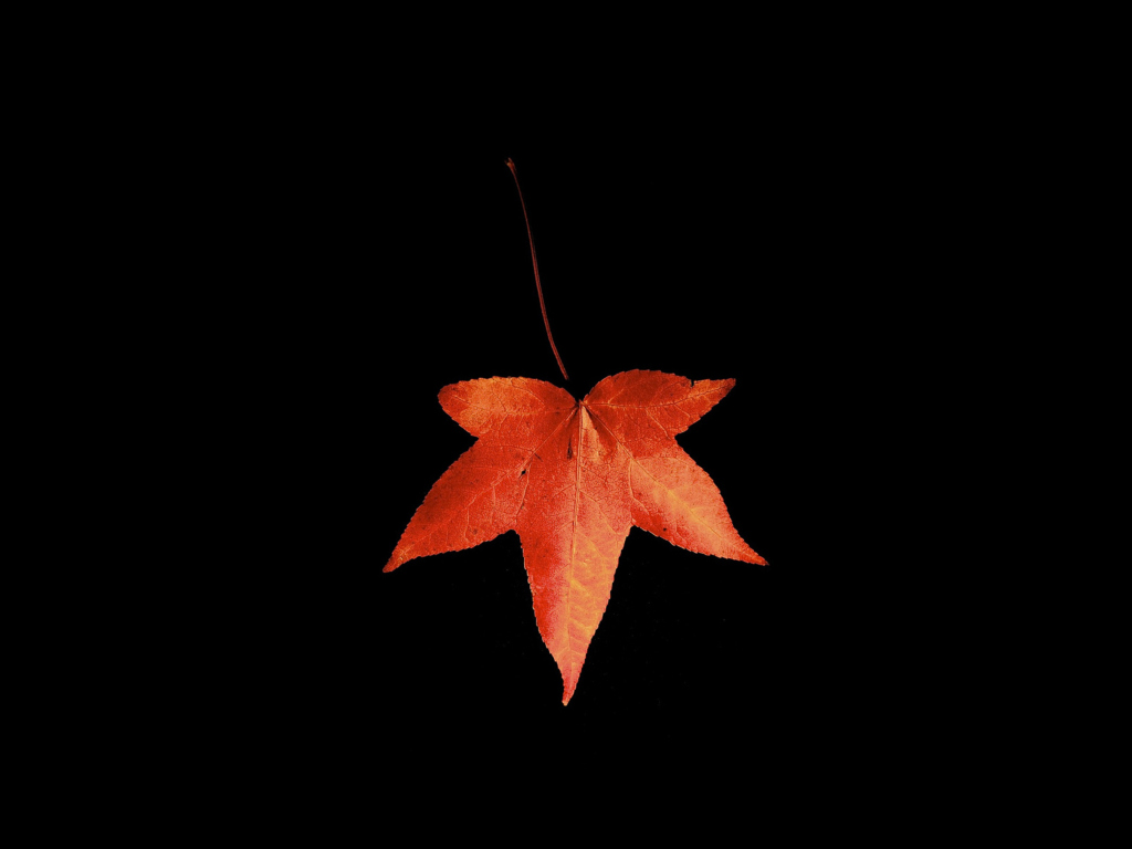 Red Autumn Leaf wallpaper 1024x768