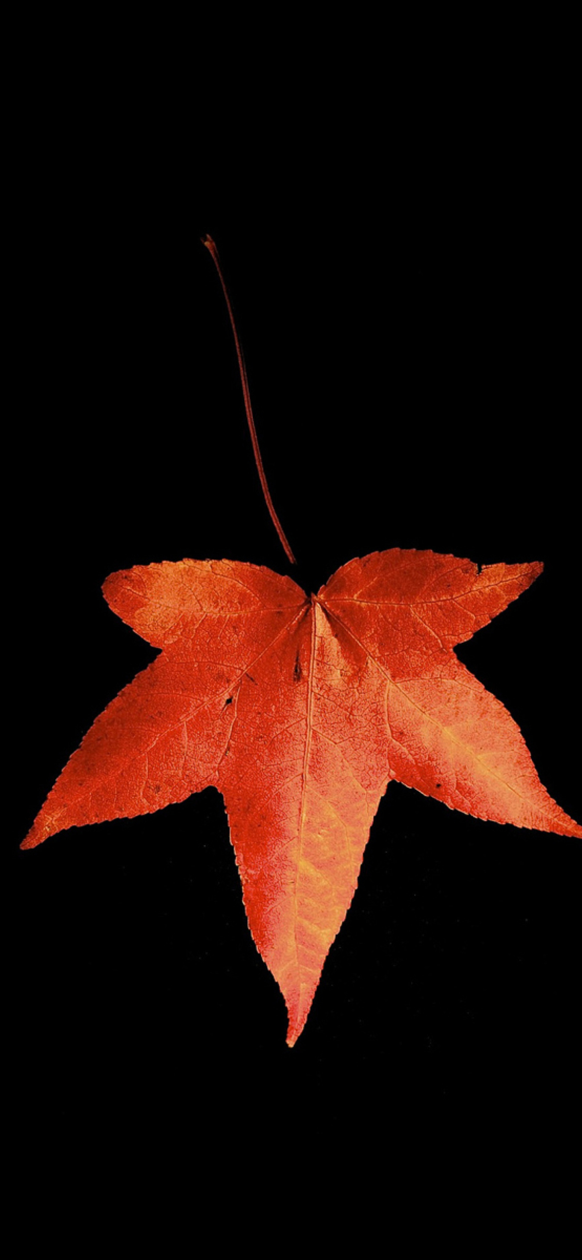 Red Autumn Leaf wallpaper 1170x2532
