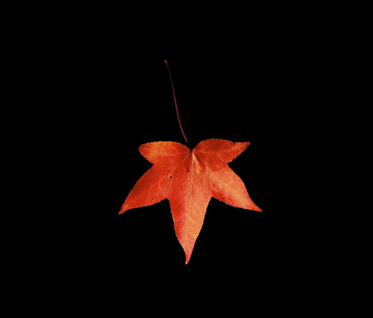 Das Red Autumn Leaf Wallpaper 1200x1024