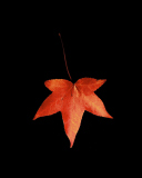 Red Autumn Leaf wallpaper 128x160