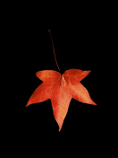 Das Red Autumn Leaf Wallpaper 132x176