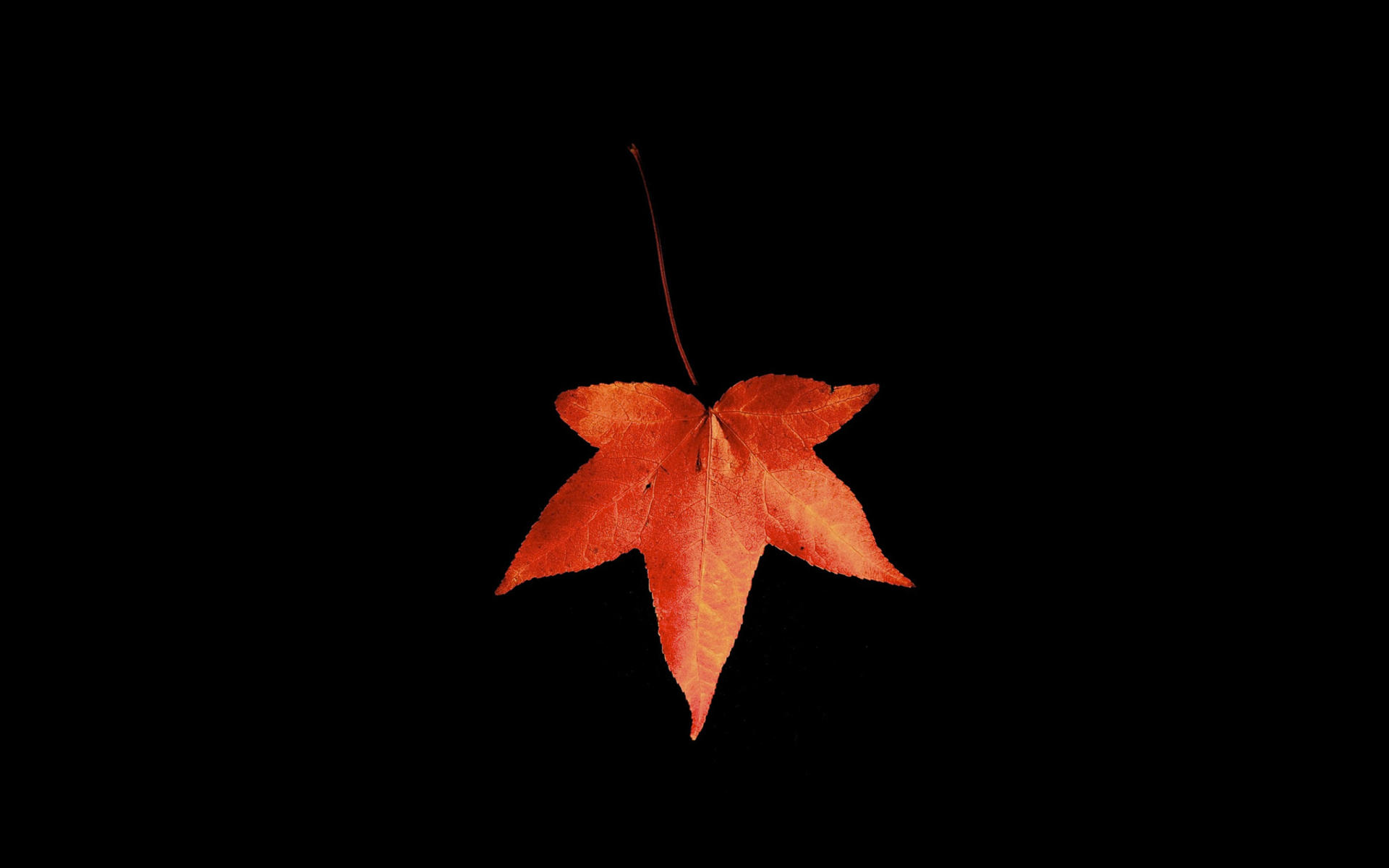 Das Red Autumn Leaf Wallpaper 1920x1200