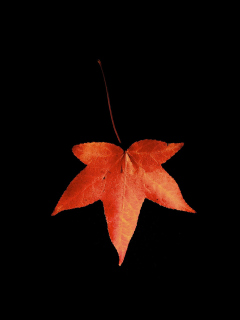 Red Autumn Leaf wallpaper 240x320