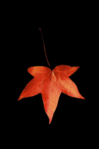 Das Red Autumn Leaf Wallpaper 320x480