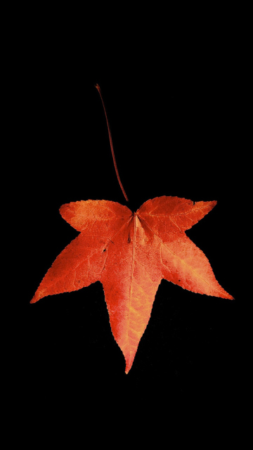 Das Red Autumn Leaf Wallpaper 360x640