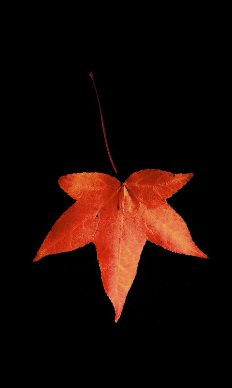 Das Red Autumn Leaf Wallpaper 480x800