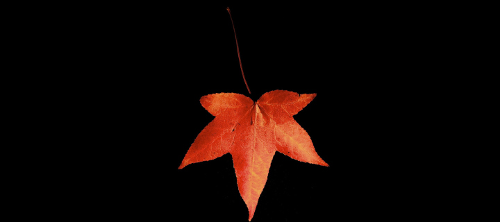 Das Red Autumn Leaf Wallpaper 720x320