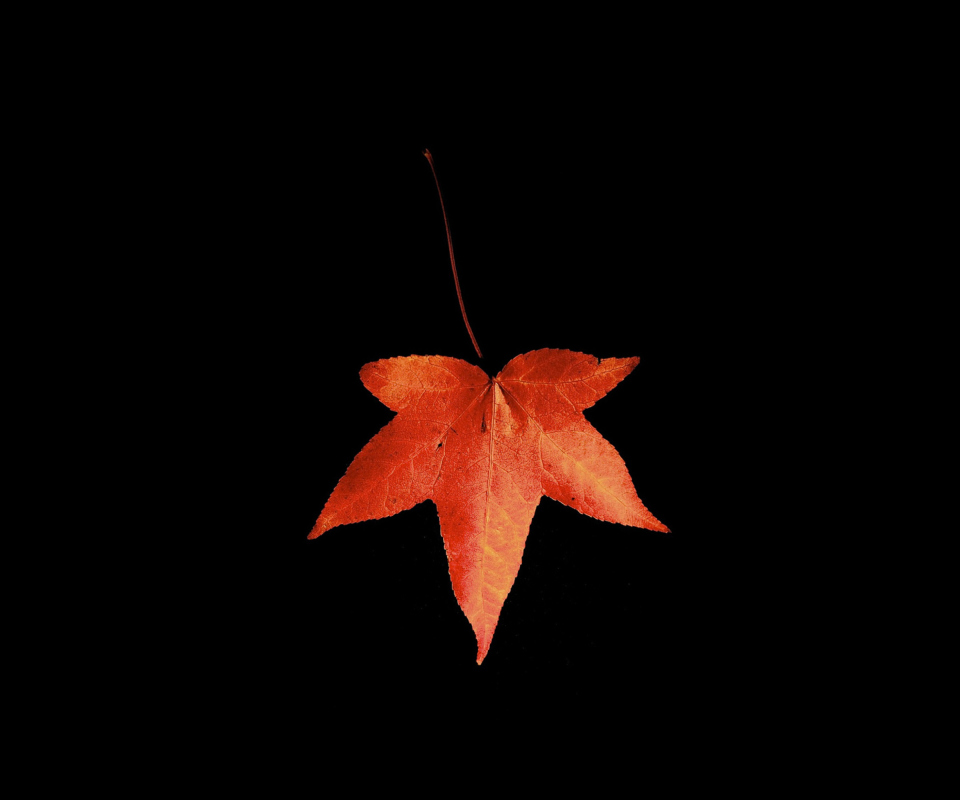 Das Red Autumn Leaf Wallpaper 960x800