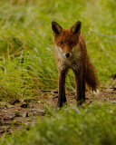 Red Fox wallpaper 128x160