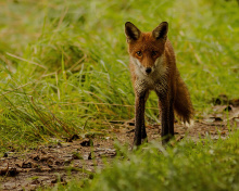 Red Fox wallpaper 220x176