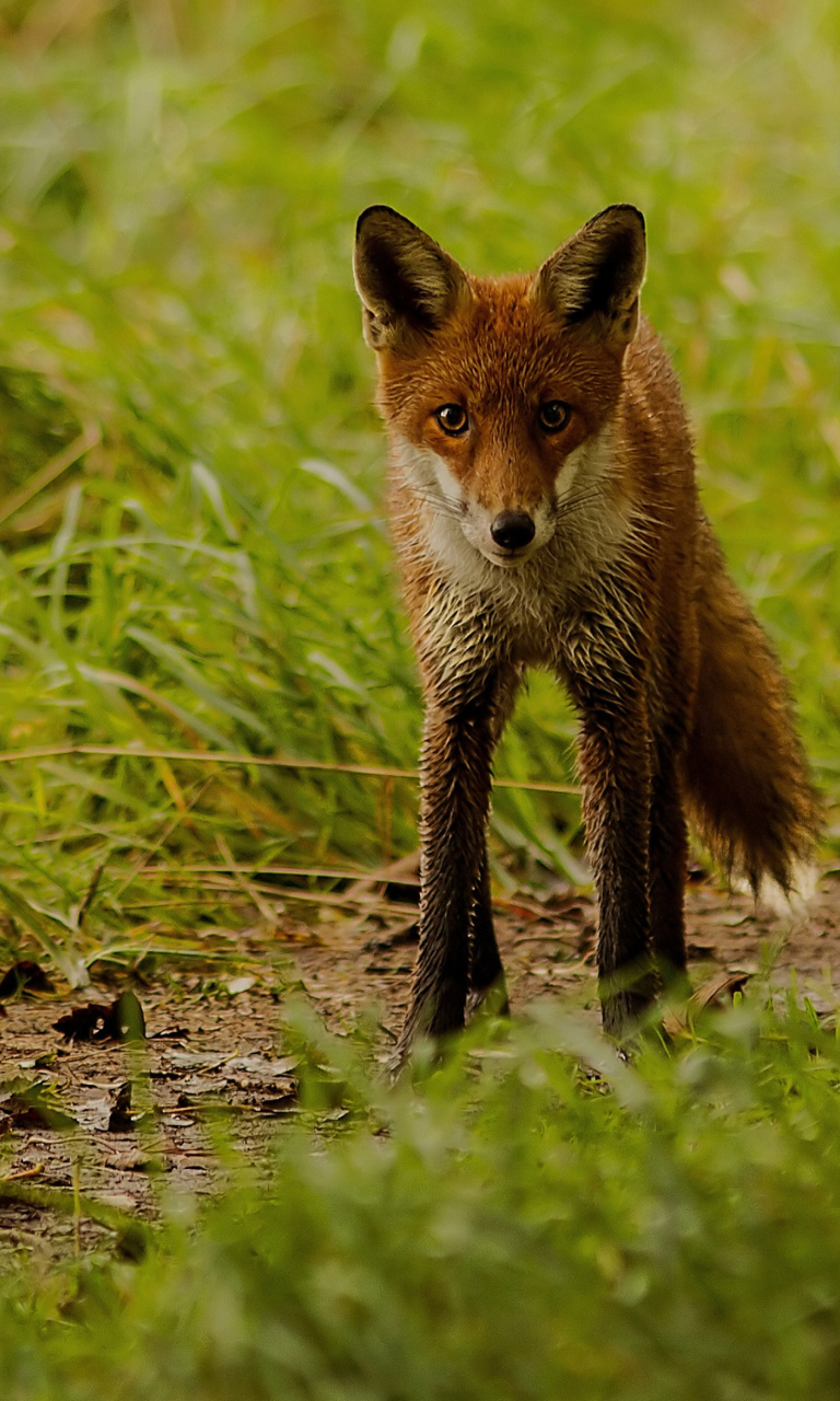 Red Fox wallpaper 768x1280