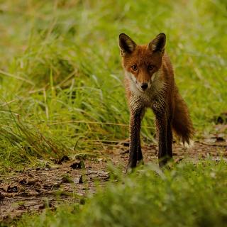 Red Fox Background for iPad Air