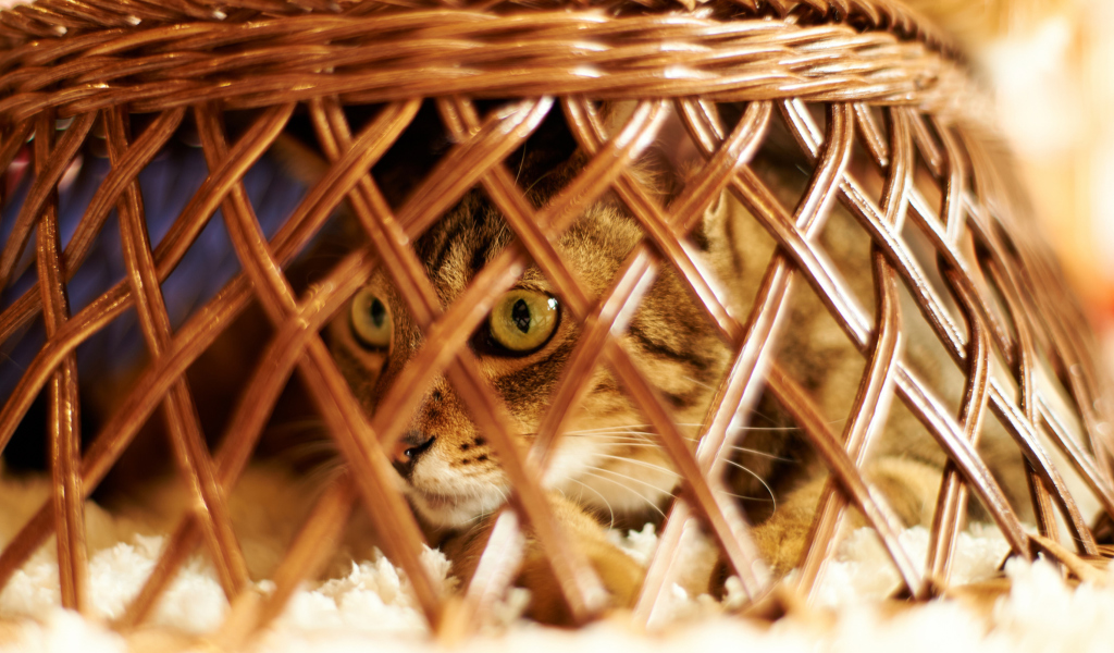 Das Cat Hiding Under Basket Wallpaper 1024x600