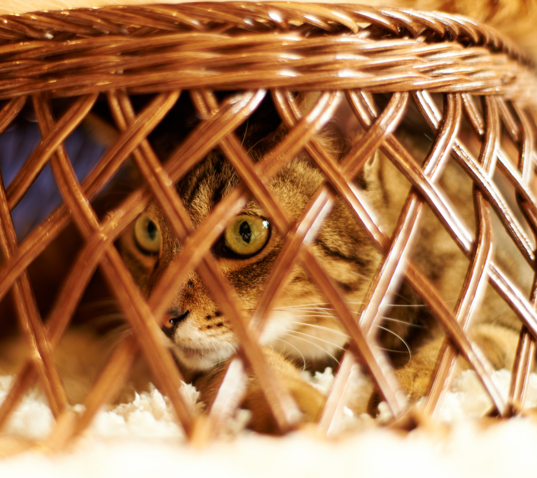 Fondo de pantalla Cat Hiding Under Basket 1080x960