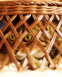Fondo de pantalla Cat Hiding Under Basket 128x160