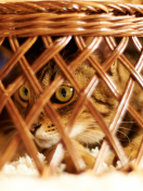 Screenshot №1 pro téma Cat Hiding Under Basket 132x176