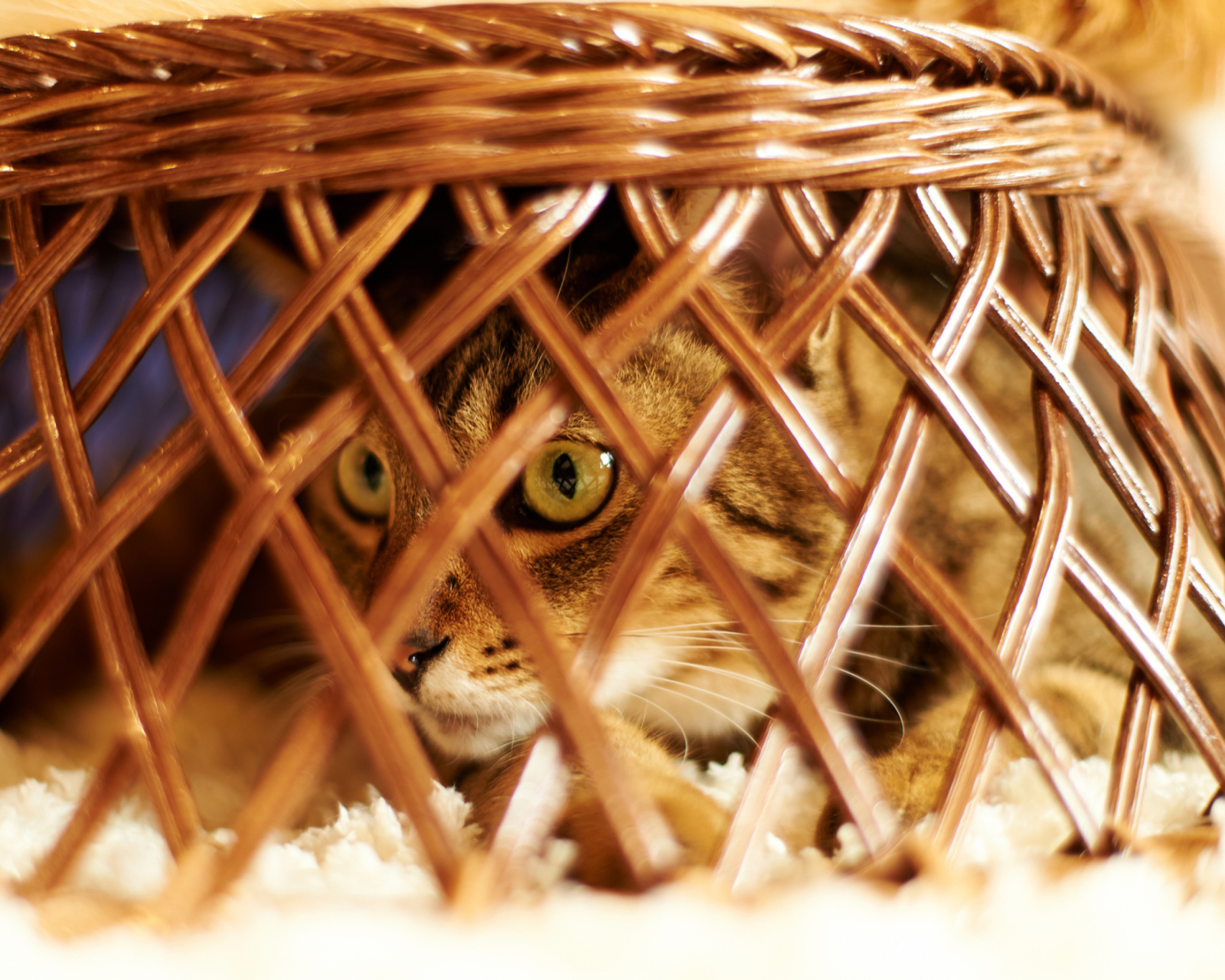 Обои Cat Hiding Under Basket 1600x1280