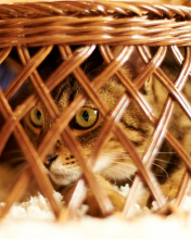 Обои Cat Hiding Under Basket 176x220