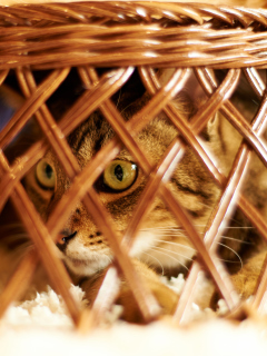 Обои Cat Hiding Under Basket 240x320