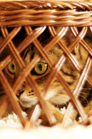 Das Cat Hiding Under Basket Wallpaper 320x480