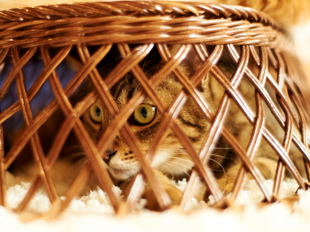 Обои Cat Hiding Under Basket 640x480