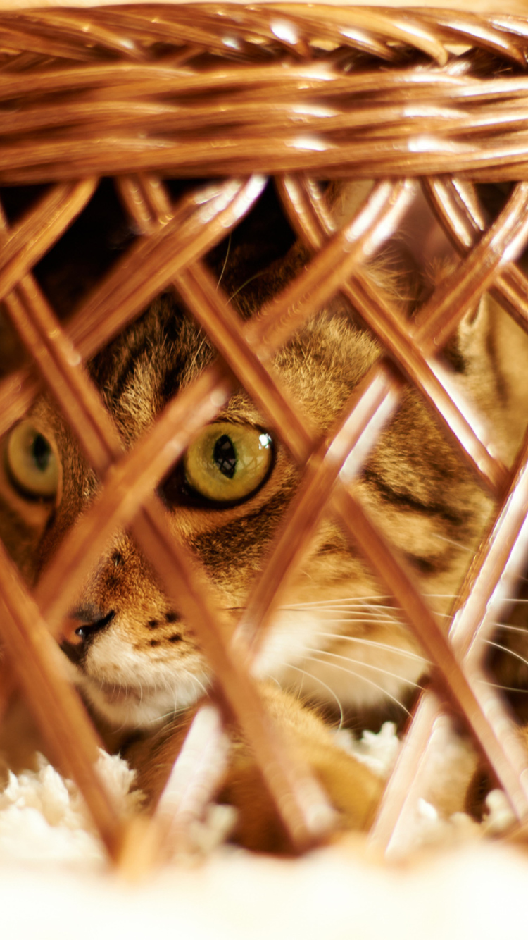 Cat Hiding Under Basket wallpaper 750x1334