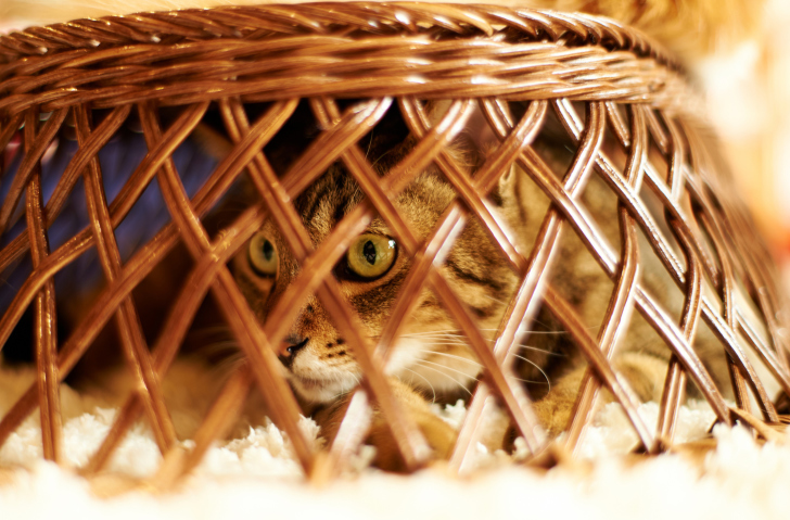 Fondo de pantalla Cat Hiding Under Basket