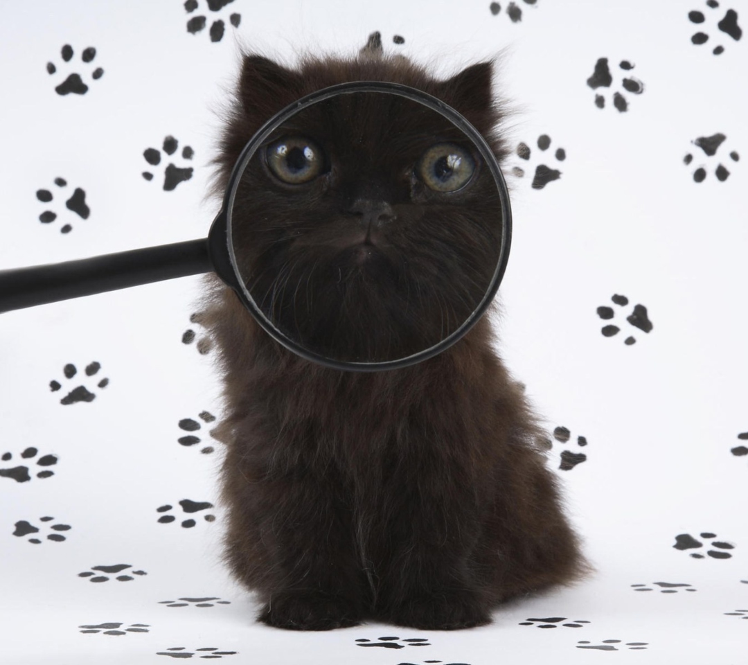 Das Cat And Magnifying Glass Wallpaper 1080x960