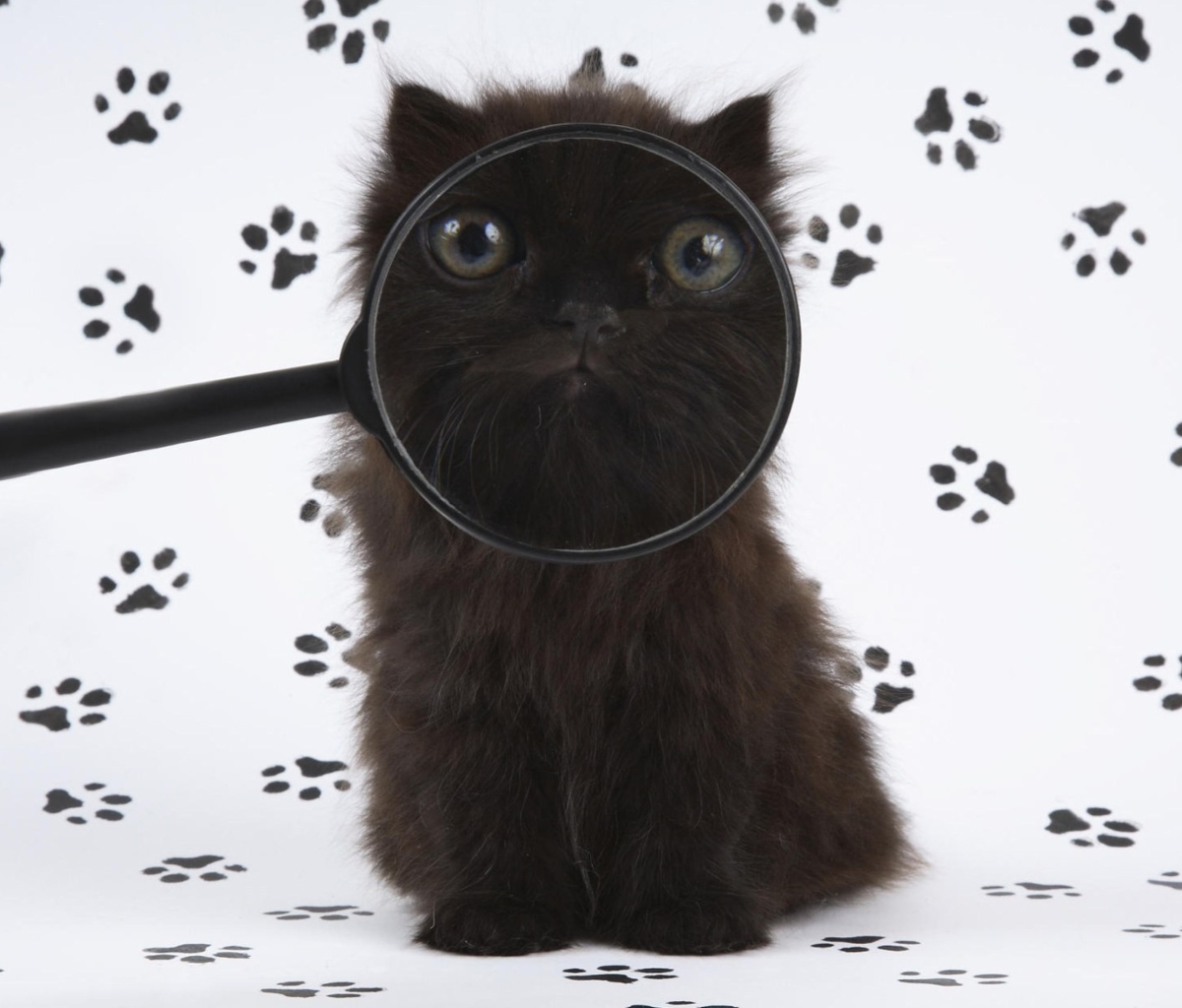 Обои Cat And Magnifying Glass 1200x1024