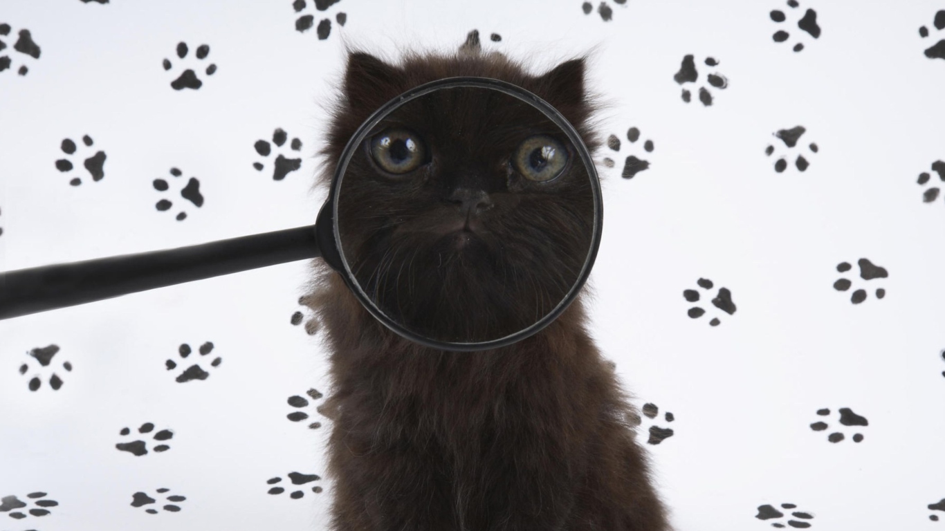 Screenshot №1 pro téma Cat And Magnifying Glass 1366x768