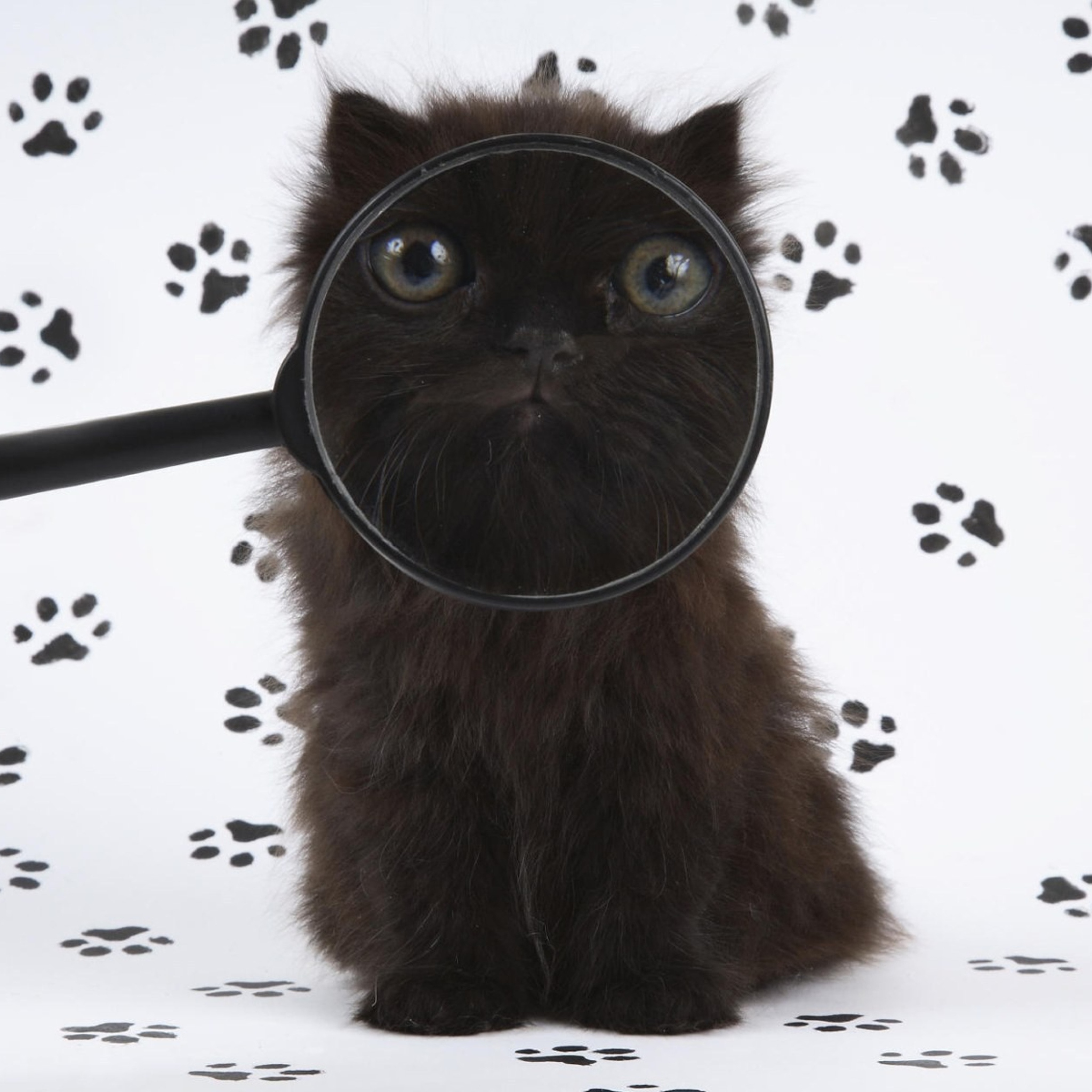 Обои Cat And Magnifying Glass 2048x2048