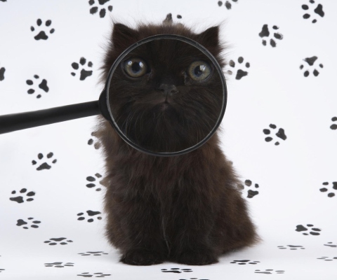 Das Cat And Magnifying Glass Wallpaper 480x400
