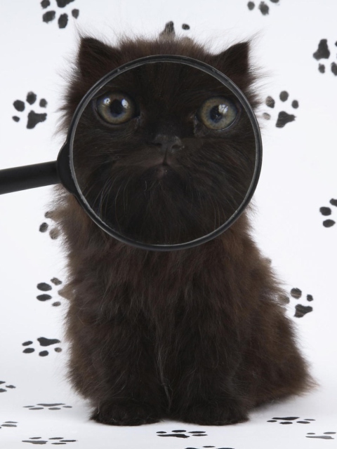 Das Cat And Magnifying Glass Wallpaper 480x640
