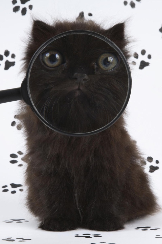 Fondo de pantalla Cat And Magnifying Glass 640x960