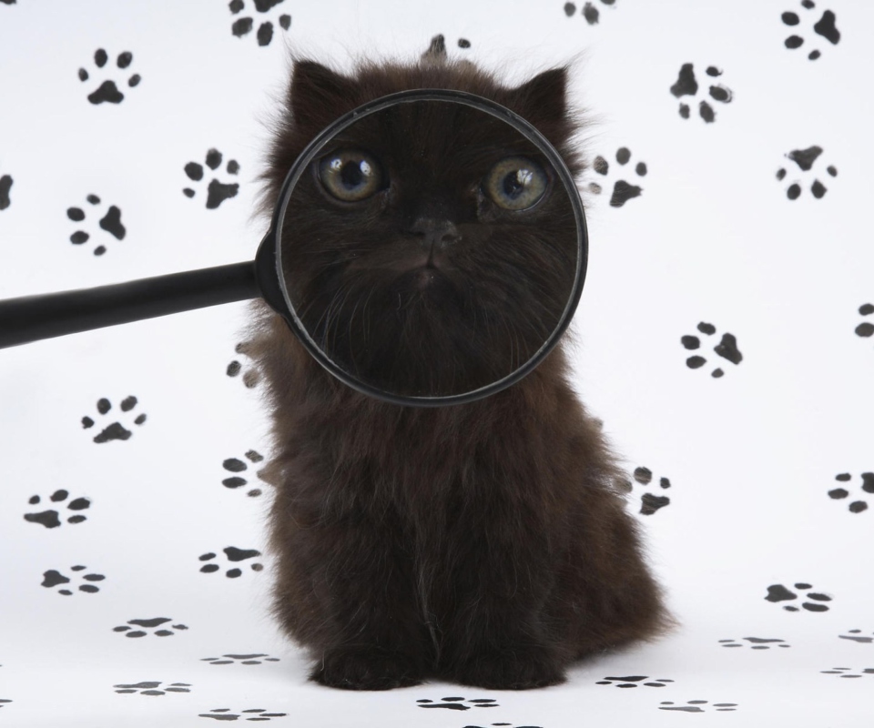 Das Cat And Magnifying Glass Wallpaper 960x800