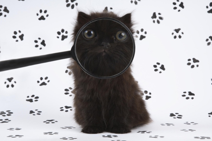 Cat And Magnifying Glass wallpaper