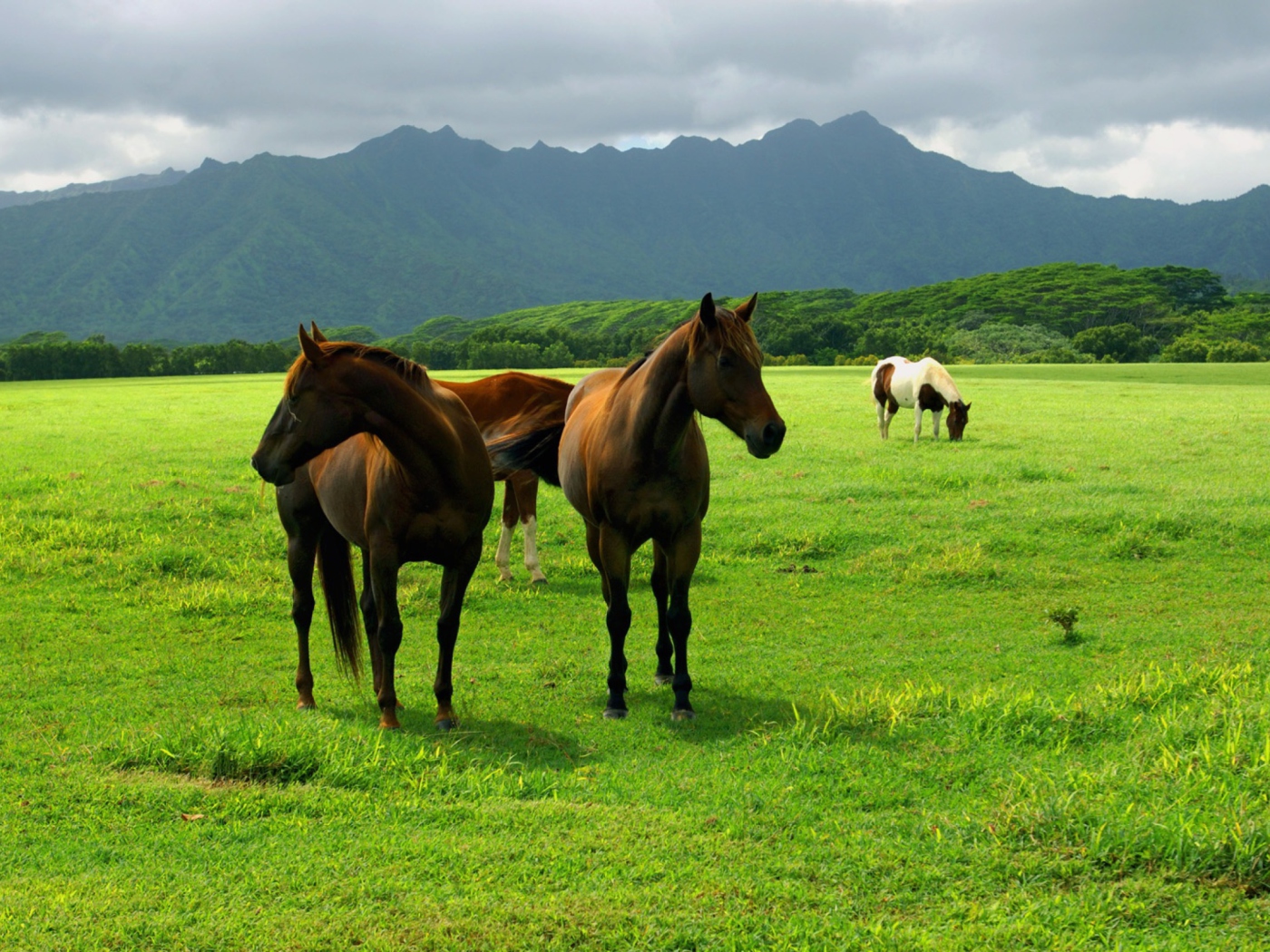 Horses Grazing screenshot #1 1400x1050