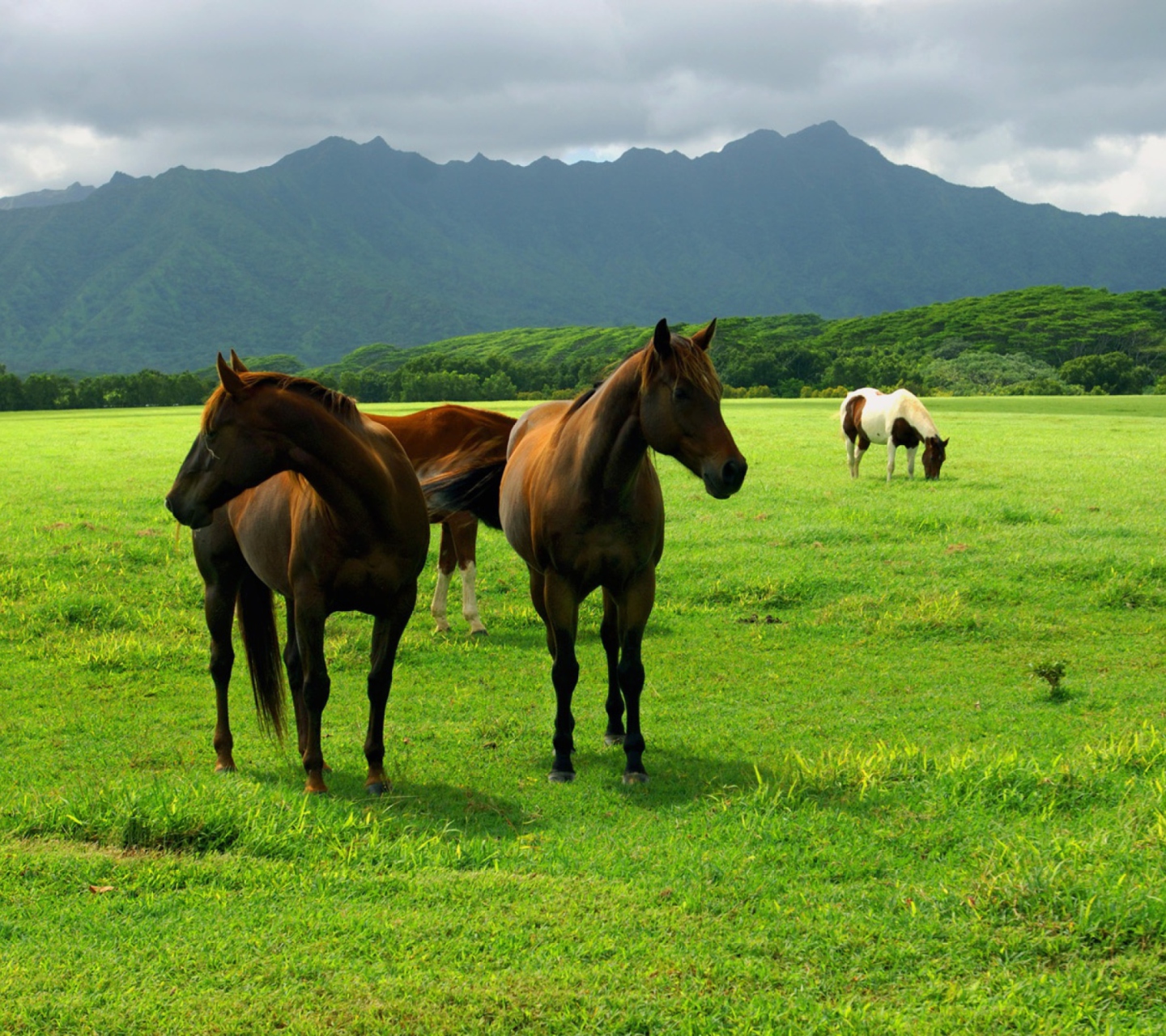 Das Horses Grazing Wallpaper 1440x1280